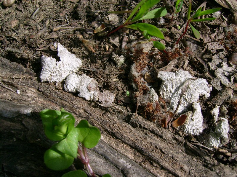 funghi da identificare